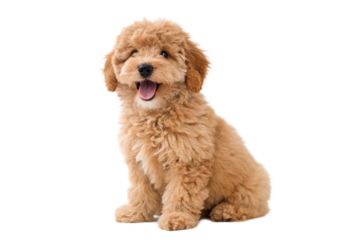Adorable Fluffy Puppy A Joyful Golden Toy Poodle Portrait
