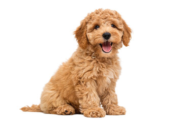 Adorable Golden Doodle Puppy Sitting, Happy and Fluffy Dog