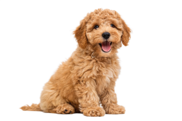 Adorable Golden Doodle Puppy Sitting, Happy and Fluffy Dog