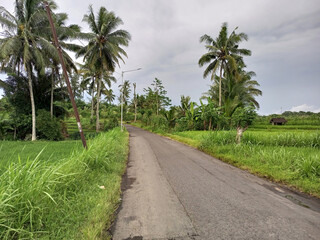 Obraz premium Rural Village Road Through Lush Malang Indonesian Landscape