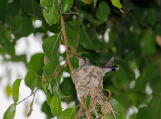 colibr&iacute; en nido
