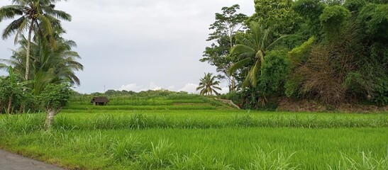 Serene Green Rice Field with Tropical Huts