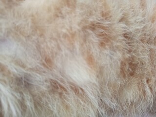 Soft Beige Animal Fur Texture with Blur Effect