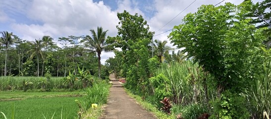 Vibrant Rural Path Winding Through Lush Green Rice Fields
