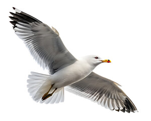Fototapeta premium seagull in mid flight with wings spread