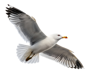 seagull in mid flight with wings spread
