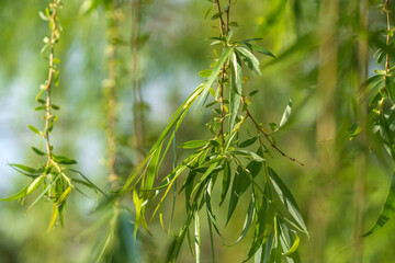 Branches of the weeping willow (Salix babylonica) on the territory of the Astrakhan Kremlin on a sunny spring day, Astrakhan, Russia