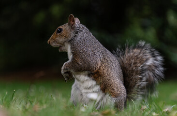 Obraz premium Side view of A cute Eastern Gray Squirrel (Sciurus carolinensis) is standing on its hind legs in the park. use it as your Wallpaper, Poster and Space for text, Selective focus.