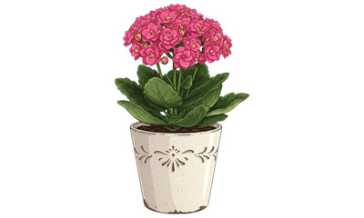 pink carnation in pot