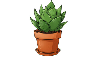 succulent plant in a pot