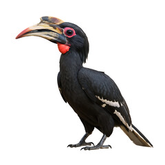 Obraz premium Hornbill isolated on transparent background