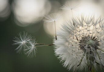 Whispering Seeds: A Dandelion's Gentle Farewell