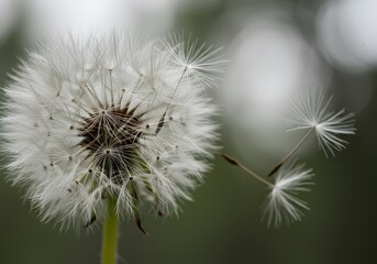 Dandelion Wishes: Seeds of Change and Flight