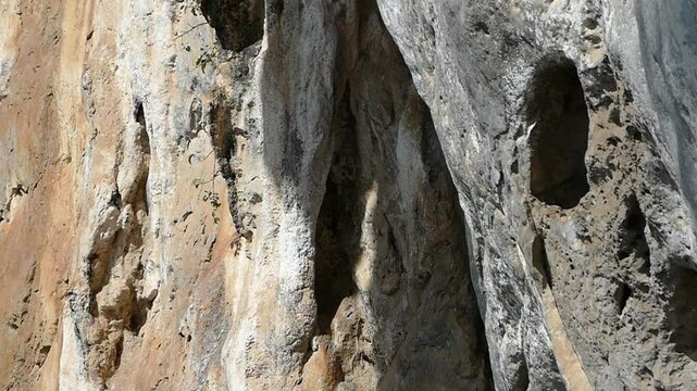 Black-thighed Falconet nest in cavities in limestone cliffs