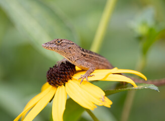 Brown Anole Perched on a Brown-Eyed Susan Flower in Houston, Texas