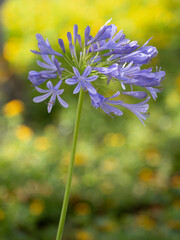 Close Up of a Blooming Lavender Lily of the Nile or African Lily