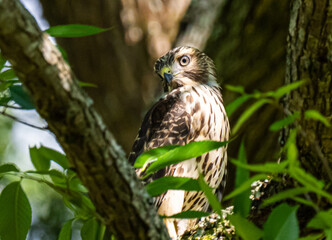 Rec shouldered hawk