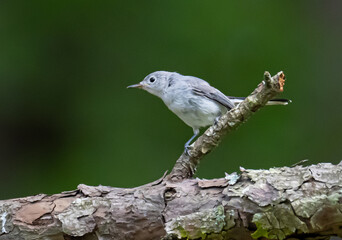 blue-grey gnatcatcher