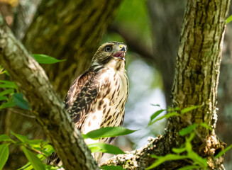 Red Shouldered hawk