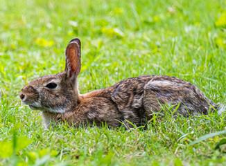 rabbit in the grass