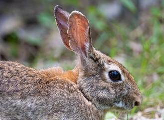 rabbit in the grass