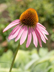 Close Up of an Echinacea or Coneflower with Pink Petals