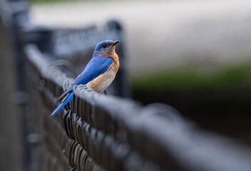Eastern Bluebird