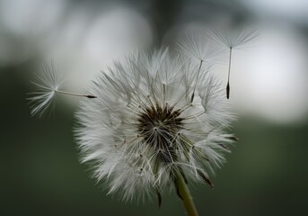 Serene Dandelion: Whispers of Nature's Gentle Farewell