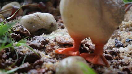 Swan backgrounds capture elegance and serenity, featuring graceful birds in peaceful water or natural settings.