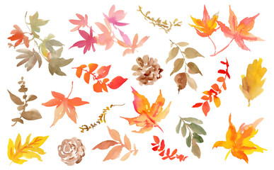 Watercolor abstract autumn leaves and pinecones PNG clipart set. Hand-painted collection of autumn botanical illustrations with transparent backgrounds.