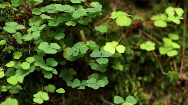 Close-Up of Clover and Moss in Forest