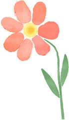 botanical illustration