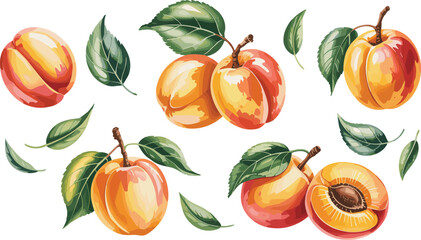 set of fruit Vectors illustrations