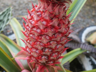 Red pineapple is a tropical fruit with sweet taste, vibrant color, and rich nutritional benefits.