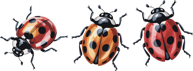ladybug  Vectors illustrations