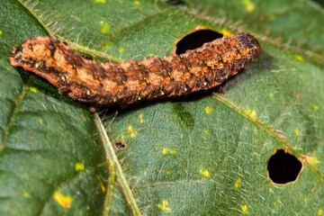 A armyworm (Spodoptera frugiperda) prague eating the leaf of soy plant in farm in Brazil