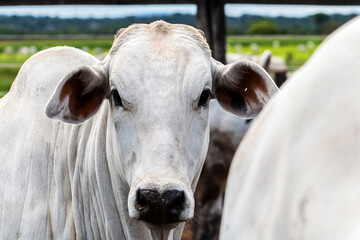 Nelore cattle herd in a Brazilian farm corral. The Nelore breed is known for its adaptability to...