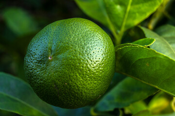 Close-up of a vibrant green lemon citrus fruit, Citrus × latifolia, on a tree, surrounded by green leaves. Detailed texture.