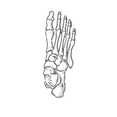 human leg bones in black and white sketch form