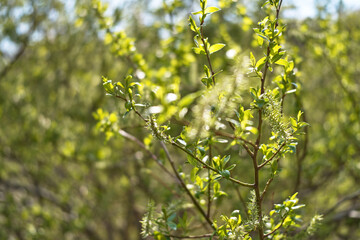 Spring Willow Tree in Bloom Fresh Green Leaves and Sunlight