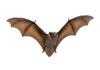 Flying Bat Wingspan Isolated on White - A bat in flight, wings spread wide, isolated on a white background. Symbolizing: nocturnal life, freedom, mystery, nature, wildlife