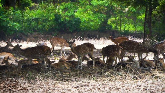 Indian spotted deers resting under a huge tree on a hot summer day 2 close up