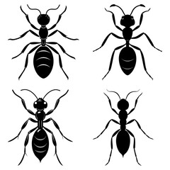 Four black ant silhouettes arranged on a white background with detailed legs and antennae designs