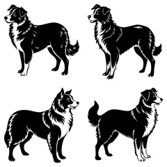 Four black and white border collie dogs in various standing poses isolated on a white background vector art