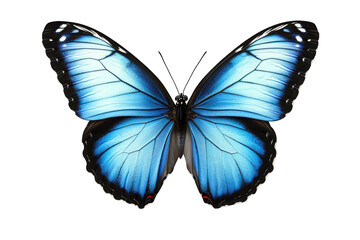 A Beautiful Blue Morpho Butterfly With Black Borders And Red Spots On Its Wings Isolated Against A Transparent Background