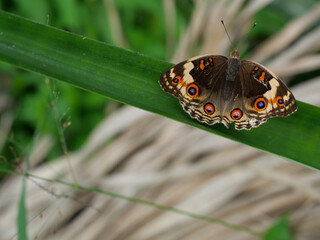 Female Blue Pansy Butterfly on tree plant leaf with natural green background, The pattern resembles orange eyes on the black and blue and purple and yellow wing