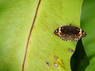 Female Blue Pansy Butterfly on tree plant leaf with natural green background, The pattern resembles orange eyes on the black and blue and purple and yellow wing