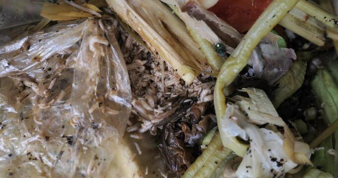 Larvae of Black Soldier Fly (Hermetia illucens) Close-up of maggots and garbage, maggots and dirty garbage
