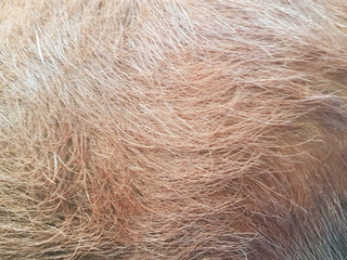 Brown cow fur skin texture. natural brown fur texture.