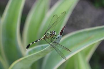 Green Dragonfly Perched on Leaf Close-up